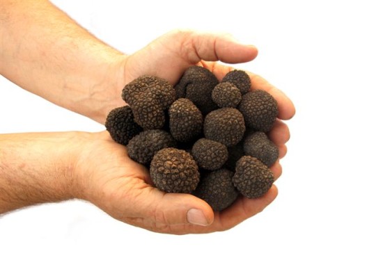 Truffles 88116.jpg Truffles 88116.jpg